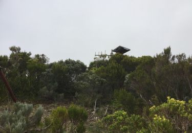 Tour Wandern Sainte-Rose - volcan nez coupe du tremble - Photo