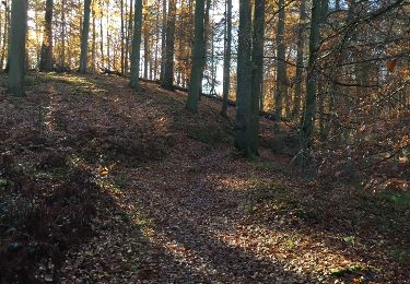 Randonnée Marche Hoeilaert - grœnendael forêt de Soigne. 14 - Photo