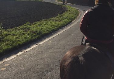 Trail Equestrian Leuze-en-Hainaut - willaupuis bij Leuze - Photo