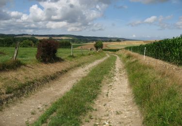 Trail Walking Grandcourt - L'Arbre de la Bonne Entente - Grandcourt - Photo