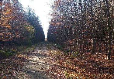 Percorso Camminata nordica Sprimont - Banneux_18_11_2018 - Photo