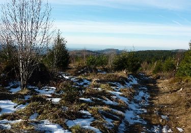 Randonnée Marche Les Noës - Nouvelle Piste Forestière entre le Rocher de Rochefort et le Plan du Grand Jonc - Photo