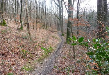 Percorso Marcia Ham-sur-Heure-Nalinnes -  Balade en forêt à Ham-sur-Heure - Photo