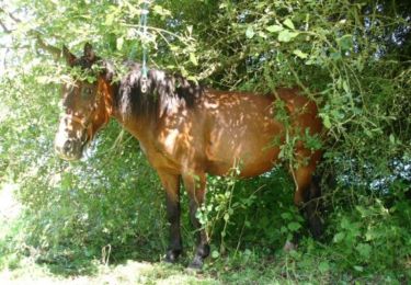 Tocht Paard Bon Repos sur Blavet - La Boucle de Liscuis - Photo