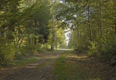 Trail Walking Samoussy - Le Nayer - Photo