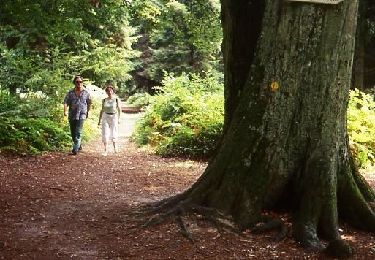Trail Walking Crécy-en-Ponthieu - Promenades en forêt de Crécy 2-1 - Photo