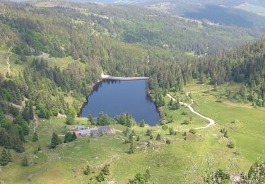 Tocht Stappen Le Valtin - Le lac Vert et le lac des Truites - Photo