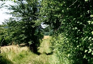 Trail Walking Halloy-lès-Pernois - Circuit du bois des dames - Photo