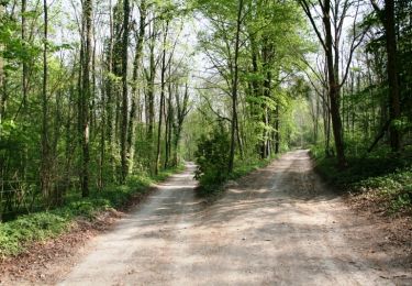 Randonnée Marche Remiencourt - Le bois du Roi - Photo