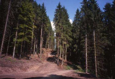 Trail Walking Sélestat - Sentier de l'Illwald - Photo