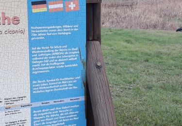 Trail Walking Wuenheim - 2019.01.01.Wuenheim  - Photo