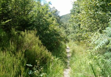 Trail Walking Monthermé - Rando dans le massif ardennais des Hauts-Buttés - Photo