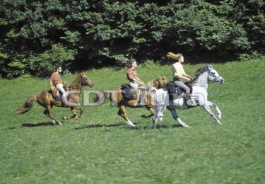 Trail Equestrian Aromas - Villeneuve lès Charnod - Saint Amour - Photo