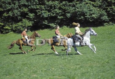 Randonnée V.T.T. Cerniébaud - Haut Jura - Cerniébaud - Chapelle des Bois - Photo