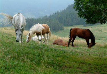 Tour Pferd Giron - Haut Jura - Giron à Lajoux - Photo