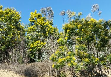 Trail Walking Pégomas - pegomas mimosas - Photo
