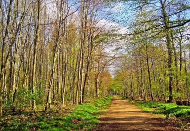 Trail Walking Jouy-en-Josas - Les rigoles de Saclay et la forêt de Verrières - Photo
