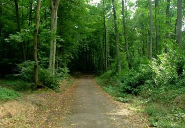Tour Wandern Viroflay - Les 3 Forêts; Meudon, Fausses Reposes et Versailles - Photo