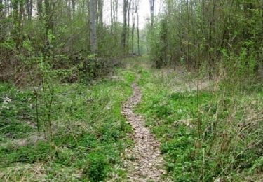 Trail Walking Maisons-Laffitte - Forêt de Saint Germain en Laye - Photo