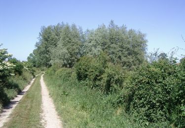 Trail Walking Zutkerque - Sentier de la dame aux loups -  Zutkerque - Photo
