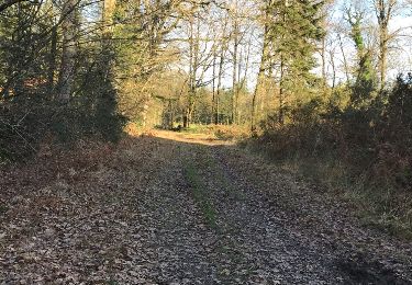 Trail Walking Meillac - 28.01.2019 - Meillac à Lanhélin nord.Virtuel - Photo