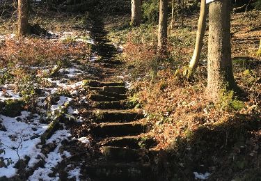 Trail Walking Wangenbourg-Engenthal - heidenschloss Freudeneck - Photo