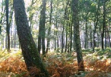 Randonnée V.T.T. Réaup-Lisse - Lisse, aux portes de la forêt Landaise - Pays d'Albret - Photo