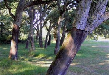 Randonnée V.T.T. Sos - Meylan, balade entre pins et chênes - Pays d'Albret - Photo