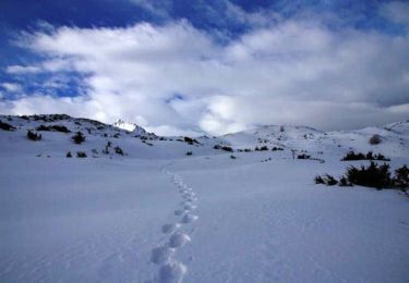 Trail Snowshoes Arrens-Marsous - Le Turon d'Ompré en raquettes - Photo