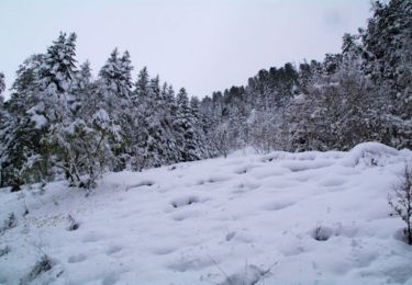 Randonnée Raquettes à neige Bagnères-de-Luchon - L'Hospice de France en raquettes - Photo