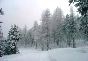 Tocht Sneeuwschoenen Ayguatébia-Talau - Coll de la Llosa - Forêt de Clavera - La Llagonne - Photo