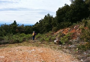 Trail Walking Claviers - la foret du puy - Photo