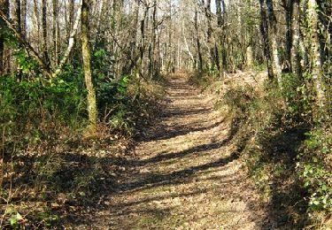 Trail Walking Meymac - De feuilles en aiguilles - Ambrugeat - Pays de Haute Corrèze  - Photo
