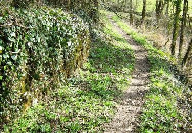 Trail Walking Lafage-sur-Sombre - Sur les traces du Tacot - Lafage sur Sombre - Pays d'Egletons  - Photo