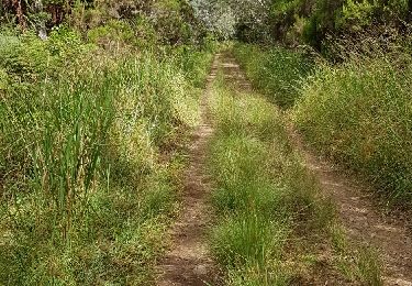 Excursión Senderismo Saint-Benoît - Boucle dans la forêt de Belouve- point de vue sur le trou de fer - Photo