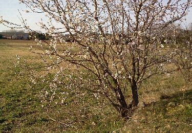 Randonnée Marche Nébian - 2012-03-04 10h44m41 - Photo