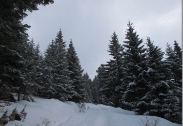 Tocht Sneeuwschoenen La Bresse - Autour de La Bresse - Photo