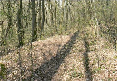 Trail Walking Dinant - Journée au départ du refuge CAB de Freyr - Photo