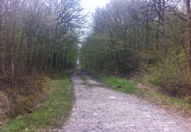 Trail Walking Marche-en-Famenne - Bois de Aye - Photo