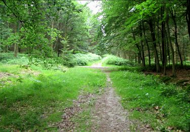 Trail Walking Longpont - en forêt de Retz_3_Longpont_carrefour de Chateau Fee_AR - Photo