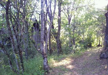 Tour Wandern Fontcouverte-la-Toussuire - Boucle forestière Fontcouvert - Photo