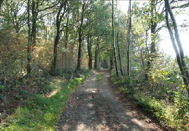 Tour Wandern Bleiberg - Hombourg. Natura 2000, des sites qui valent le détour ! Lg6 - Photo
