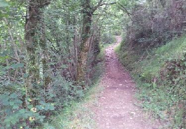 Trail Walking Arette - transumance - Photo