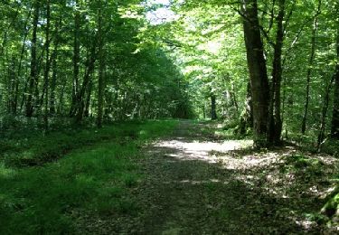 Tour Wandern Piney - Fontaine Colette - Photo