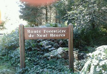 Tour Wandern Illeville-sur-Montfort - rond de beuvron - Photo