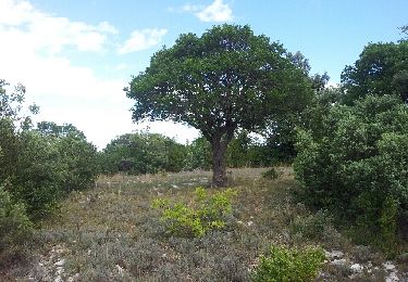 Tour Wandern Rouet - crête de l''hortus  - Photo