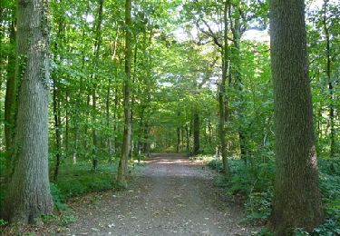 Trail Walking Ham-sur-Heure-Nalinnes - Piste de santé dans le bois du Noir Chien - Photo