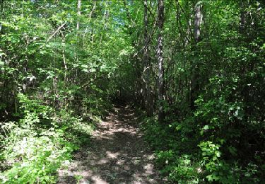 Trail Walking Rouvroy - Torgny. Natura 2000, des sites qui valent le détour. Lx5 - Photo