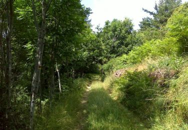Trail Walking Saint-Sauveur-Camprieu - Saint-Sauveur des Pourcils - Photo