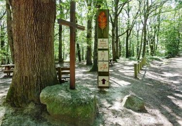 Trail Walking Saint-Forgeux-Lespinasse - VTT en Forêt de Lespinasse - Le circuit du Sanglier - Photo